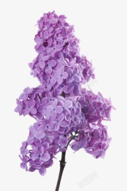紫色丁香花素材