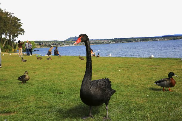 新西兰罗托鲁阿湖畔风景png免抠素材_88icon https://88icon.com 名胜古迹 地方景点 实物图 摄影 摄影图片 新西兰 旅游摄影 清晰 罗托鲁阿湖畔 高清图片 高精度 鸭子