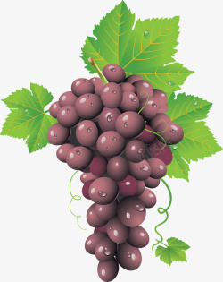 一串葡萄手绘一串紫葡萄高清图片