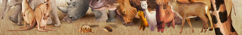 野生动物园旅游海报背景psd设计背景_88icon https://88icon.com PSD 乐园 动物 动物园 大象 旅游 河马 海报 袋鼠 野生动物园 野生动物园旅游海报 长颈鹿 鹿