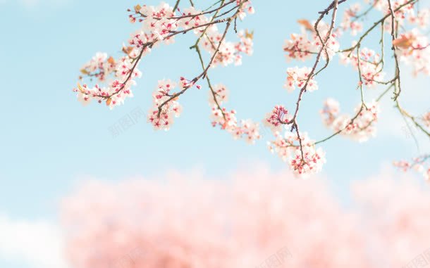 嫩粉色花朵树枝壁纸jpg设计背景_88icon https://88icon.com 壁纸 树枝 粉色 花朵