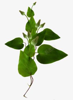 绿色的草本植物葫芦合成素材