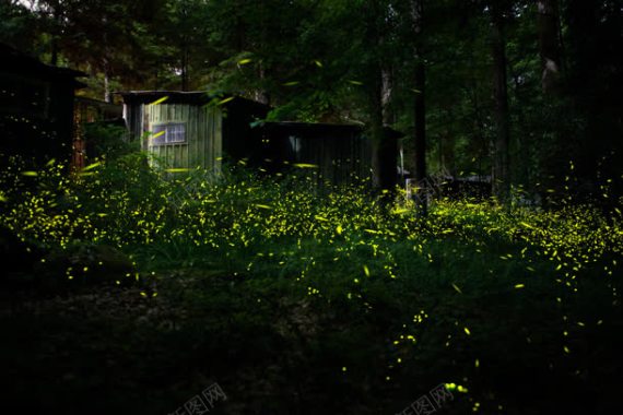 树林里的荧火虫唯美背景