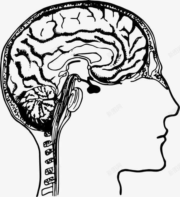 人的大脑png免抠素材_88icon https://88icon.com 人脑 人脑图 大脑 脑部 轮廓图 透视的大脑