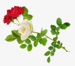 白色红色玫瑰花素材