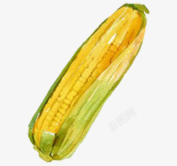 手绘水彩切好的蔬菜玉米素材