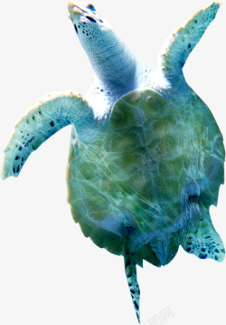 大海龟一只大海龟高清图片