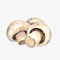 手绘双孢蘑菇素材