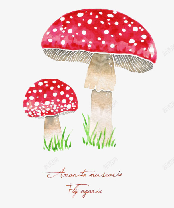 两个红蘑菇png免抠素材_88icon https://88icon.com 两个 大蘑菇 小蘑菇 红菇 红蘑菇