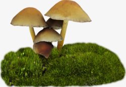 草地上长蘑菇素材