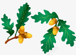 栎树的果实金色橡树果和绿色的叶子高清图片