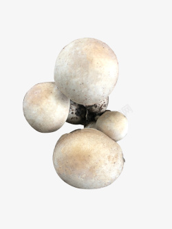 新鲜蘑菇香菇食材菌类素材