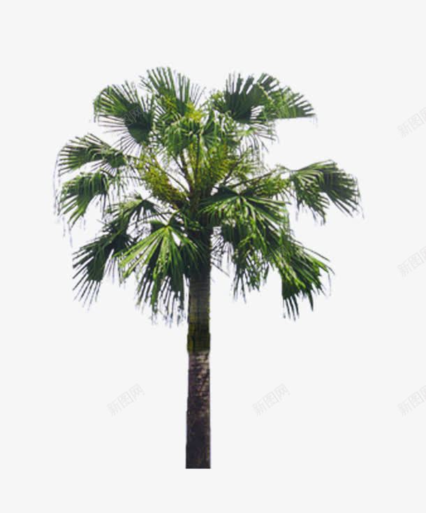 棕榈树png免抠素材_88icon https://88icon.com 景观树 棕榈树 植物
