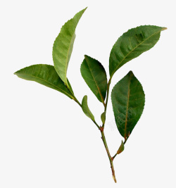 一枝绿色茶树叶子素材