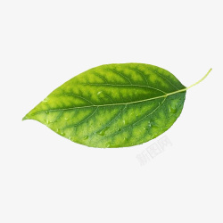 绿色的钱卡通手绘绿色的树叶高清图片