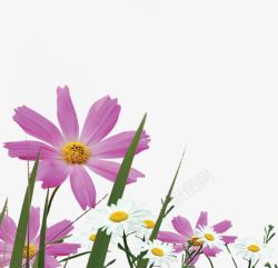 紫色郊外田野花朵素材