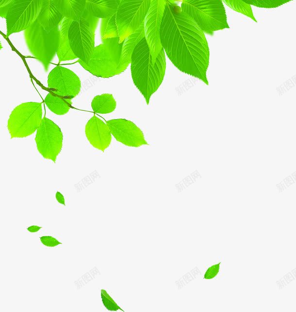 创意元素绿色植物树叶png免抠素材_88icon https://88icon.com 元素 创意 树叶 绿色植物