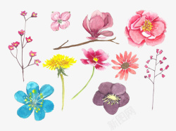 水彩画的彩色花朵花蕾素材