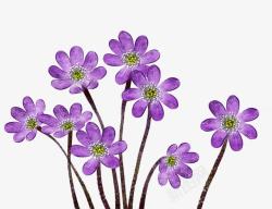 手绘水彩紫色小花装饰素材