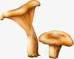 真菌蘑菇素材