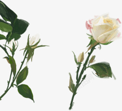 一支玫瑰花素材