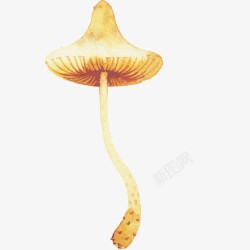手绘水彩菌类蘑菇素材