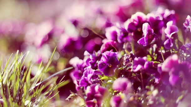 紫色花丛海报背景背景