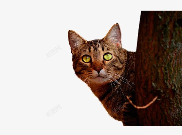 树后面的猫png免抠素材_88icon https://88icon.com 偷看 动植物 回头 树 猫