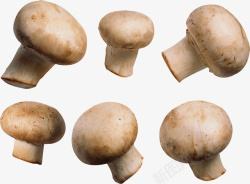 植物菌类蘑菇4素材