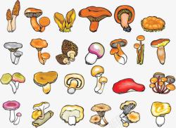 种类云集蘑菇高清图片