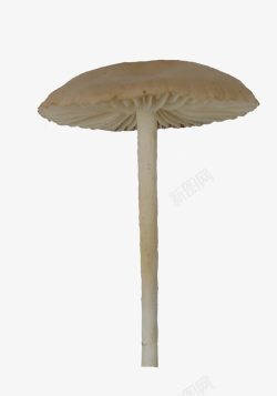 长颈伞蘑菇素材