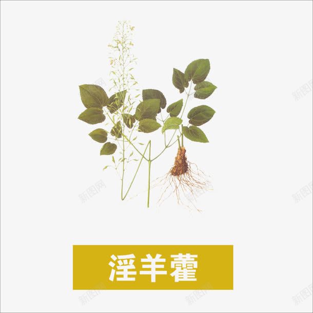 淫羊藿png免抠素材_88icon https://88icon.com 中药 本草纲目 草药 药材