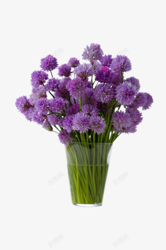 水杯中的紫色花png免抠素材_88icon https://88icon.com 植物 紫色 花卉 花朵 鲜花