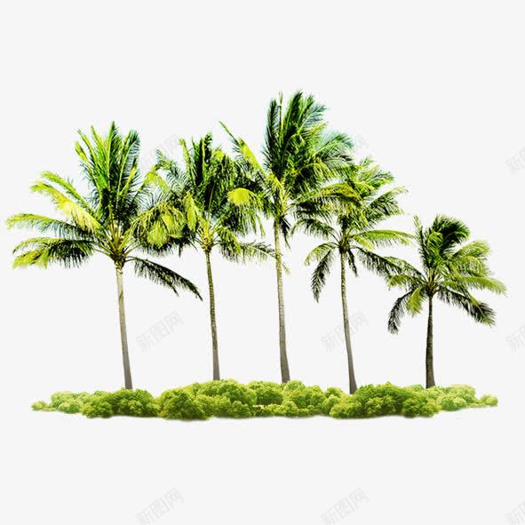 海岸椰子树png免抠素材_88icon https://88icon.com 树木 椰子树 绿色