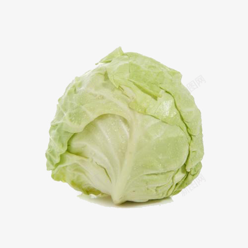 圆白菜png免抠素材_88icon https://88icon.com 产品实物 圆白菜 有机圆白菜 绿色圆白菜