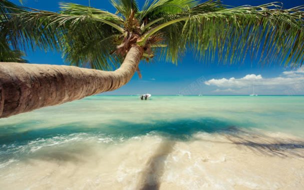 海岸歪倒的椰子树海报背景背景