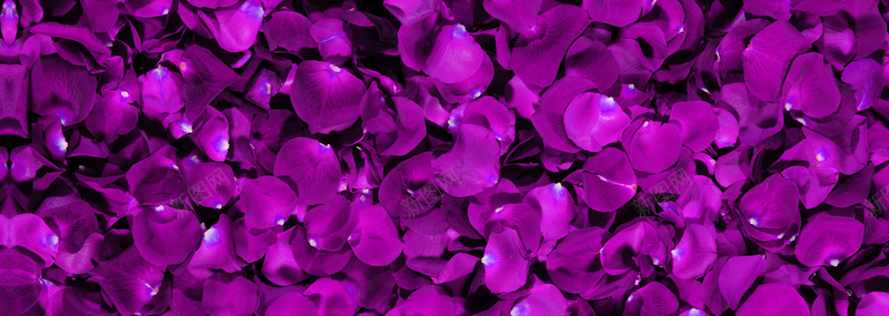 紫色玫瑰浪漫情人节海报背景背景
