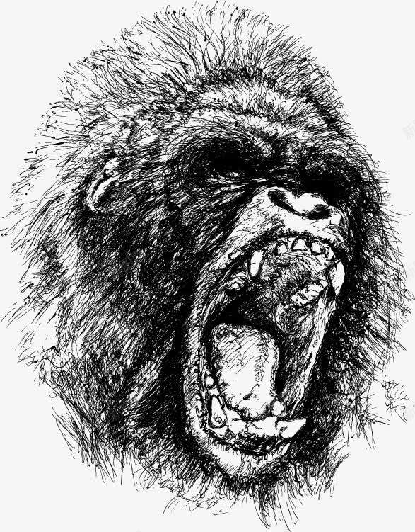 大猩猩素描png免抠素材_88icon https://88icon.com EPS素描矢量图 凶猛吼叫 牙齿 猩猩发怒 矢量动物