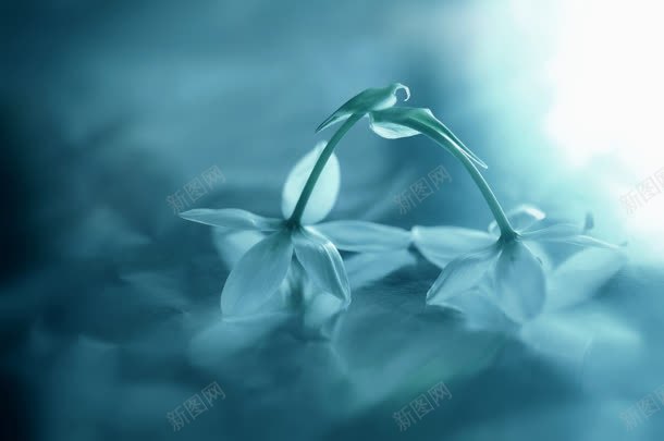 唯美蓝色花朵壁纸jpg设计背景_88icon https://88icon.com 壁纸 花朵 蓝色