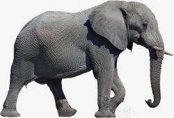 非洲象皱纹皮肤的非洲象高清图片