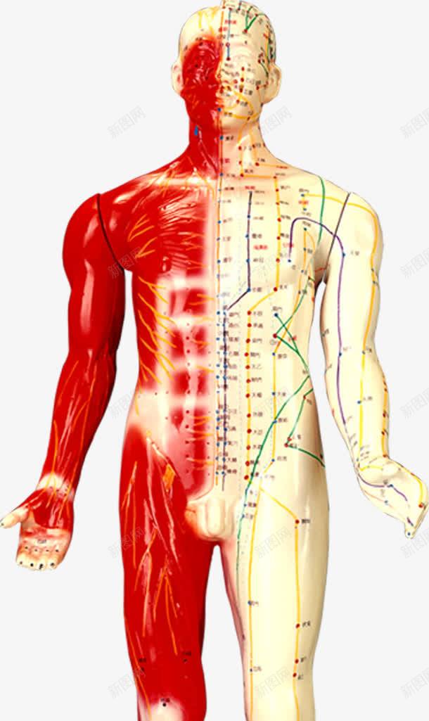 穴位图医疗人体研究分析png免抠素材_88icon https://88icon.com 人体 分析 医疗 研究 穴位