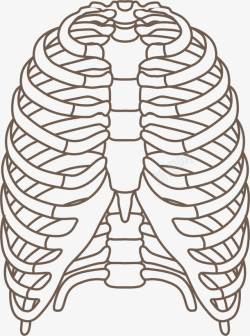 胸骨肋骨器官线条手绘图高清图片