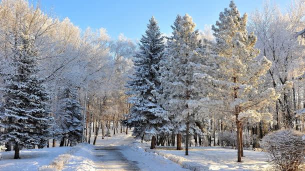 雪景树木蓝天背景背景