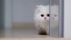 壁纸猫动物猫白色躲藏壁纸高清图片
