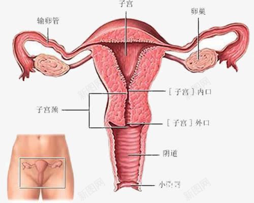 子宫内视图png免抠素材_88icon https://88icon.com 医学 子宫 生理 装饰