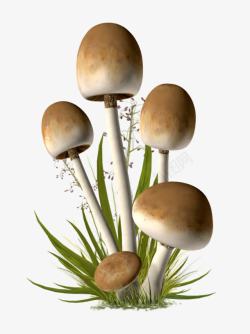 蘑菇草蘑菇植物草高清图片