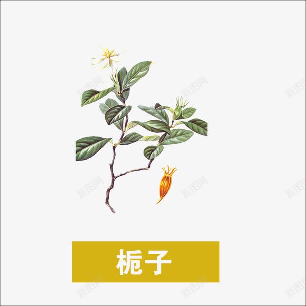 草药png免抠素材_88icon https://88icon.com 中药 本草纲目 本草纲目彩色版 栀子 药材