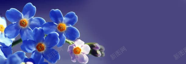 唯美花瓣banner背景背景