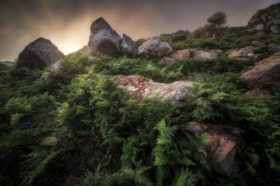 高山岩石苔藓植物背景