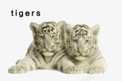 两只白老虎动物胡须眼睛耳朵爪子素材